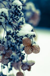 170110_snow_5