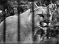 1501_cougarmountainzoo_018.jpg