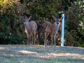 Mama doe and fawns