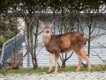 deer on the lawn