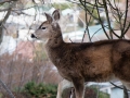 deer on the lawn